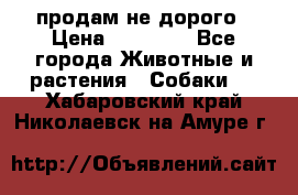 продам не дорого › Цена ­ 10 000 - Все города Животные и растения » Собаки   . Хабаровский край,Николаевск-на-Амуре г.